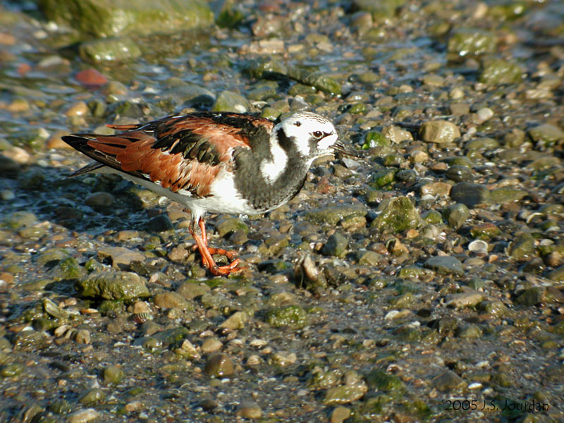 RuddyTurnstone1466b.jpg