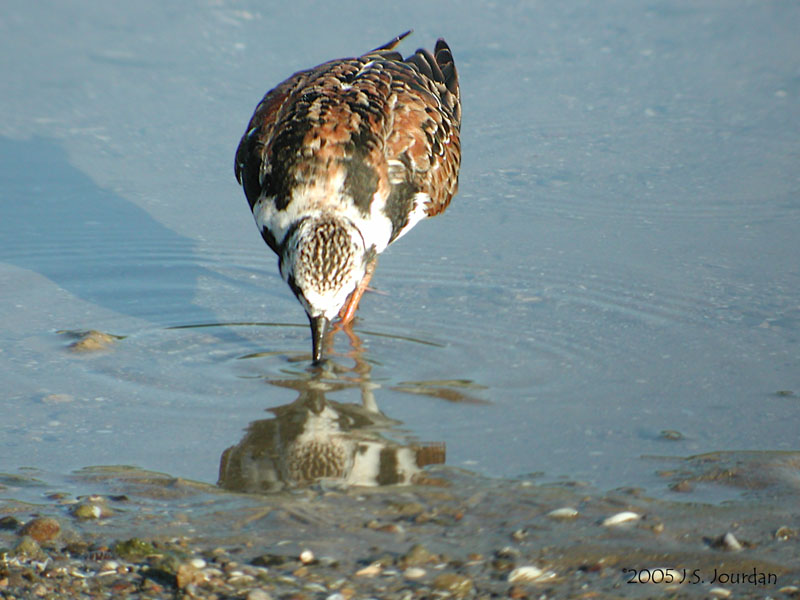 RuddyTurnstone1496b.jpg