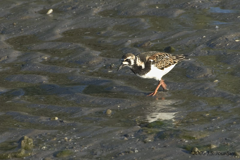 RuddyTurnstone1786b.jpg