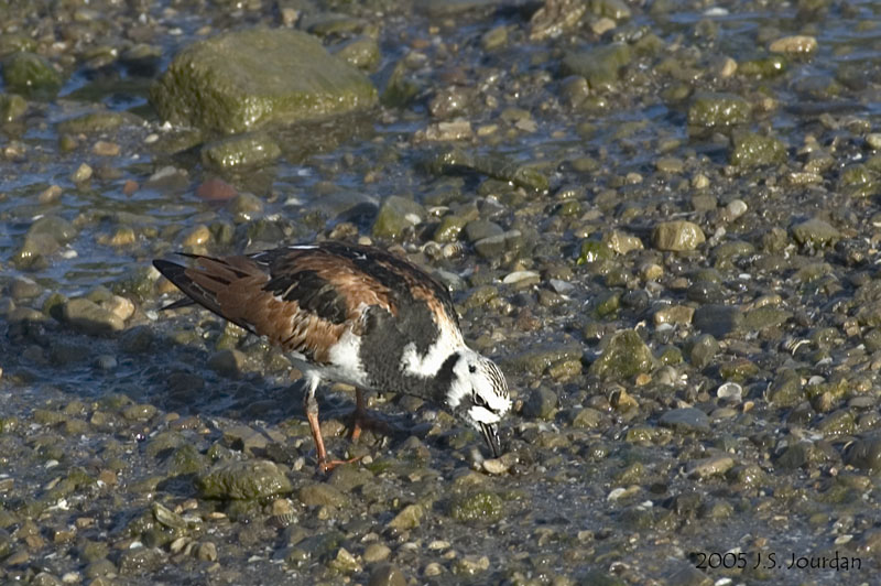 RuddyTurnstone1815b.jpg