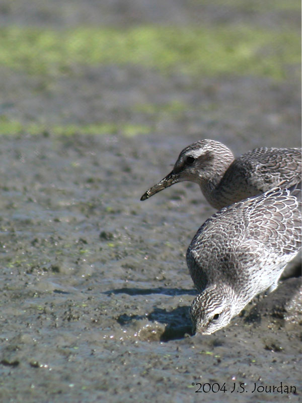 RedKnot1907b.jpg