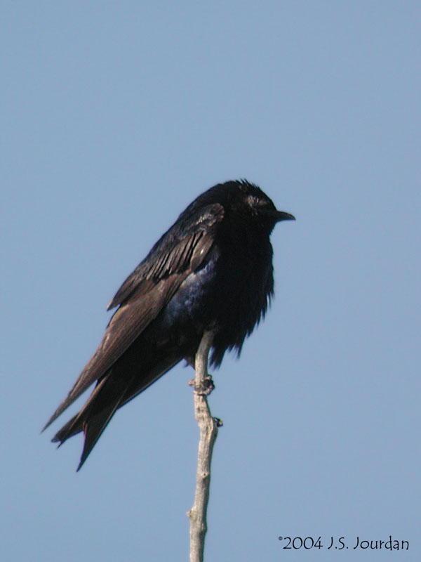 PurpleMartin1535b.jpg