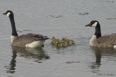 CanadaGoose1274b.jpg