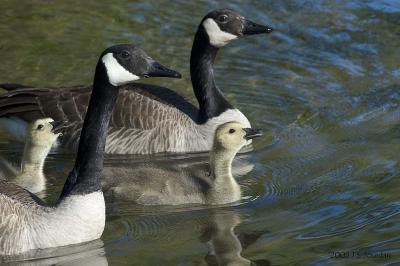 CanadaGeese1751b.jpg