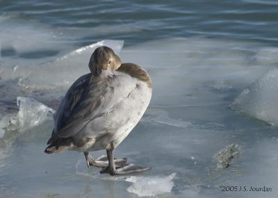 Canvasback0001b.jpg