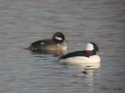 Bufflehead0531b.jpg