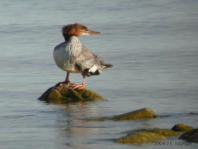 CMerganser2561b.jpg