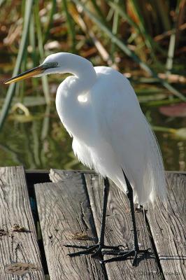 GreatEgret0541b.jpg