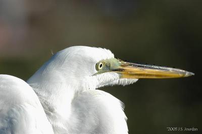 GreatEgret0563b.jpg