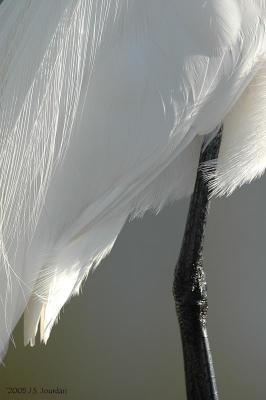 GreatEgret0565b.jpg