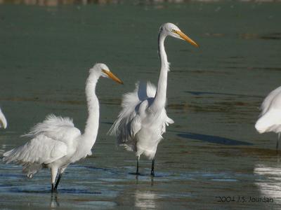 GreatEgrets2855b.jpg