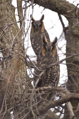 Long-eared Owl