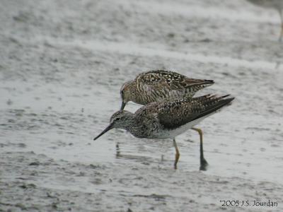 LYellowlegs_StSandpiper2121b.jpg