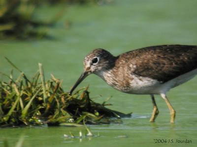 Solitary Sandpiper