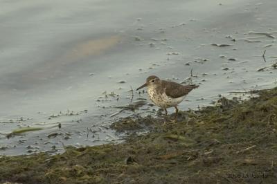 SpottedSandpiper2560b.jpg