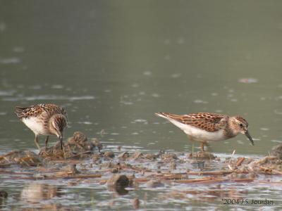 LeastSandpiper2208b.jpg