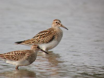 Pectoral Sandpiper