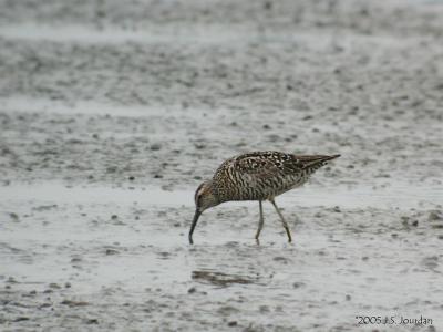 StiltSandpiper2108b.jpg