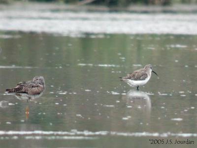 CurlewSandpiper2056b.jpg