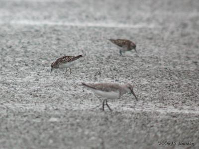 CurlewSandpiper2096b.jpg