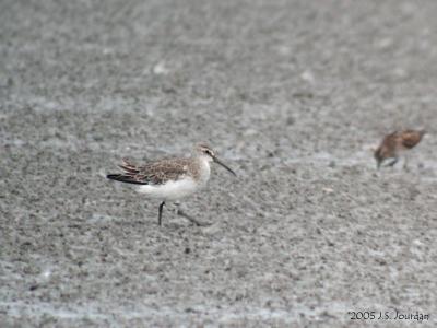 Curlew Sandpiper