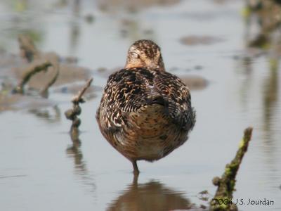 SBDowitcher0865b.jpg