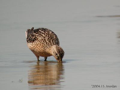 SBDowitcher0867b.jpg