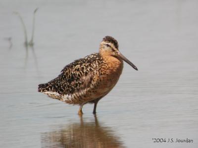 SBDowitcher0872b.jpg