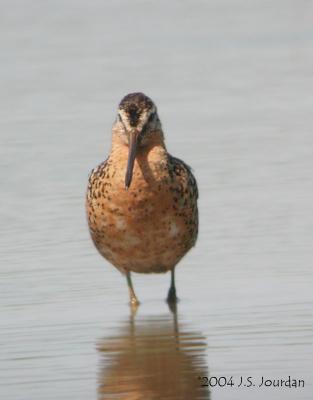 SBDowitcher0874b.jpg