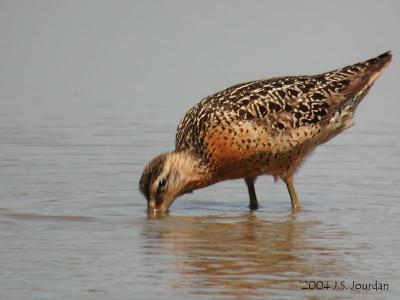 SBDowitcher0894b.jpg