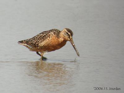 SBDowitcher0907b.jpg