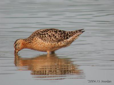 SBDowitcher0988b.jpg
