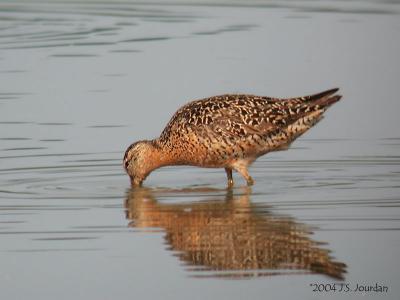 SBDowitcher0990b.jpg