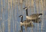 CanadaGoose1077b.jpg