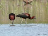 GlossyIbis1821b.jpg