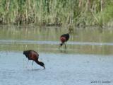 GlossyIbis1860b.jpg