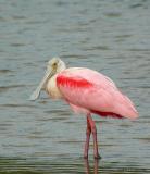 RoseateSpoonbill0970b.jpg