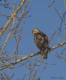 RTHawk0022b.jpg