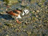 RuddyTurnstone1466b.jpg