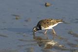 RuddyTurnstone1810b.jpg