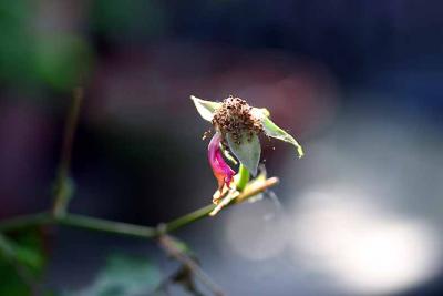 150605d wilted rosebud 1zrmo.jpg