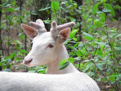 albino