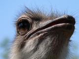 majestic ostrich