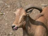 goats tongue