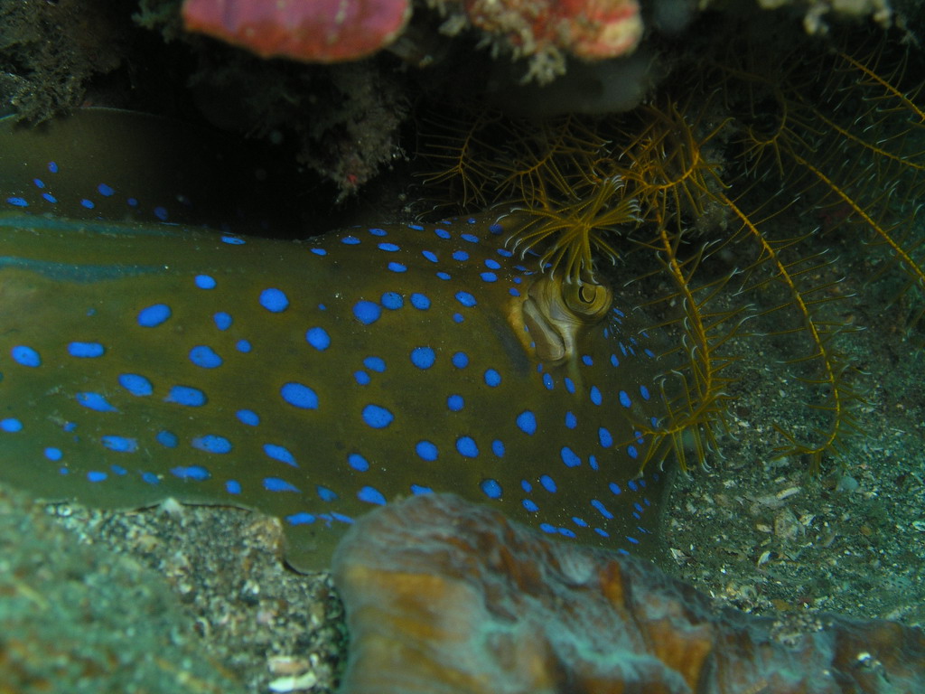 Blue spotted sting ray