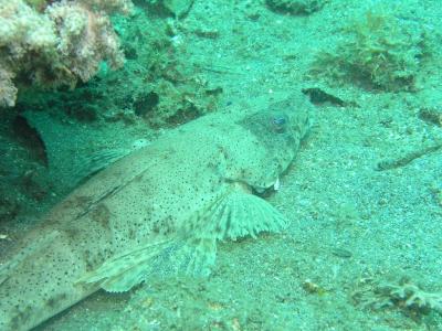 Crocodile Fish