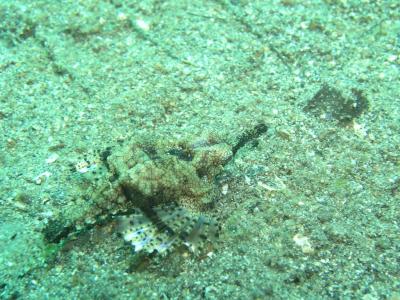 Sea Moth