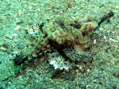 Sea Moth again