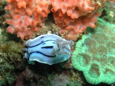 Nudibranch