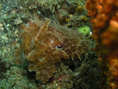 Cuttlefish